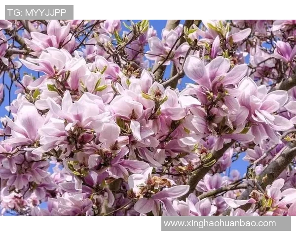 足坛巨星独特风采盘点那些用发带展现魅力与个性的足球球星